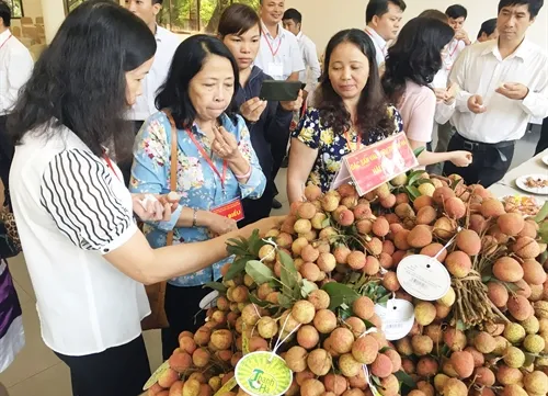 Project lychee launched in the south