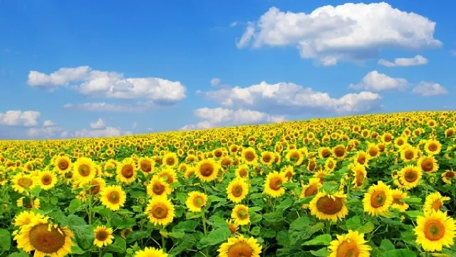 Nghe An hosts vietnam's biggest sunflower festival