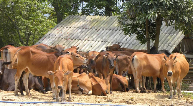 Quang Binh deer farming model proves a success