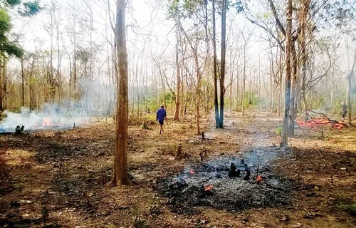 Forest land use debated in Hà Nội