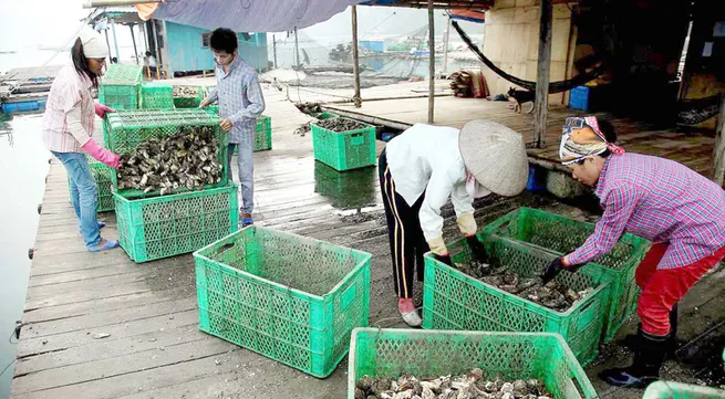 Foreign purchases of Vietnamese seafood to be better monitored