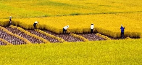 Mekong agriculture lacks FDI