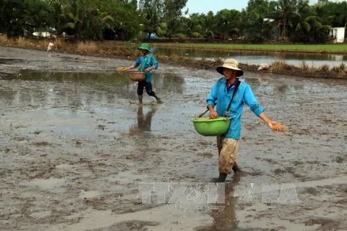Farmers urged to use new rice-sowing model