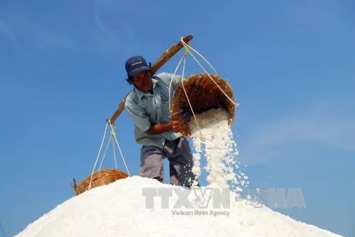 Firms to buy excess salt from City farms