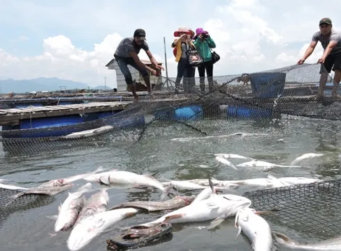 Pollution causes mass fish deaths in Phú Yên