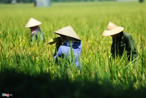 Vietnamese farmers participate in sustainable-agriculture models