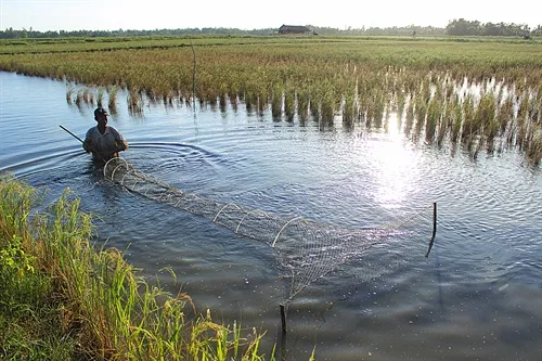 Southern provinces aim for sustainable rice, shrimp production