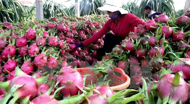 VN, Australia strengthen economic ties