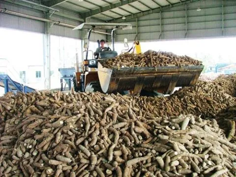 Low cassava prices plunge farmers into despair