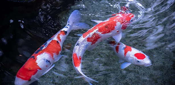 Koi fish raised in Binh Dinh