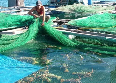 Support measures for lobster farming