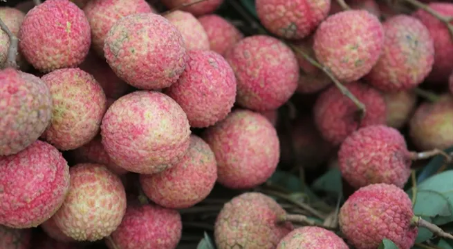 Vietnamese businesses boost lychee exports