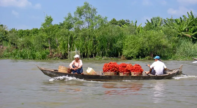 Mekong Delta rice production suffers