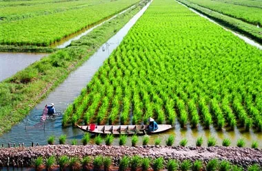 Agriculture restructuring in the Mekong Delta