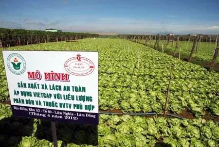 Binh Dinh farmers expand clean vegetable model