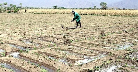 Solution for cattle-breeding in drought