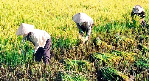 Agricultural renovation key