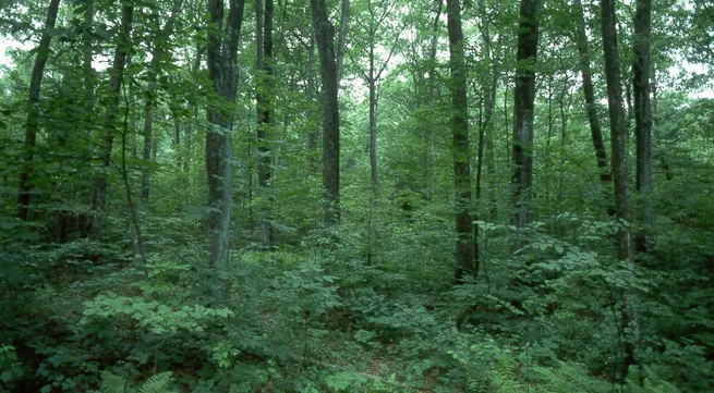 Locals protect forests in Quang Nam