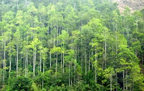 Efforts to manage forest exploitation