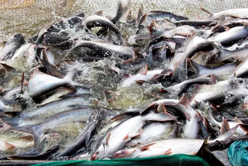 Seafood exports hit US$4.3 billion