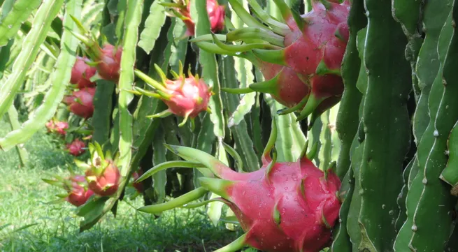 Australia considers dragon fruit imports from Vietnam