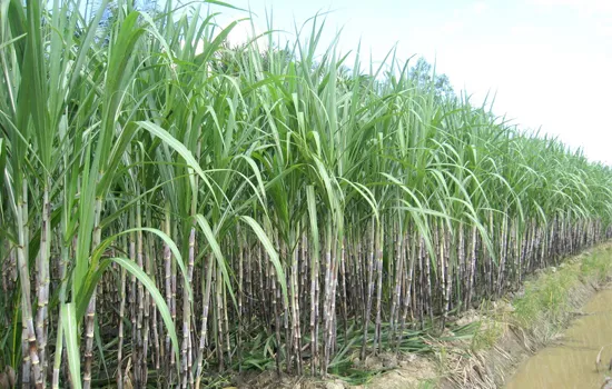 Sugarcane growing suffers from saline intrusion