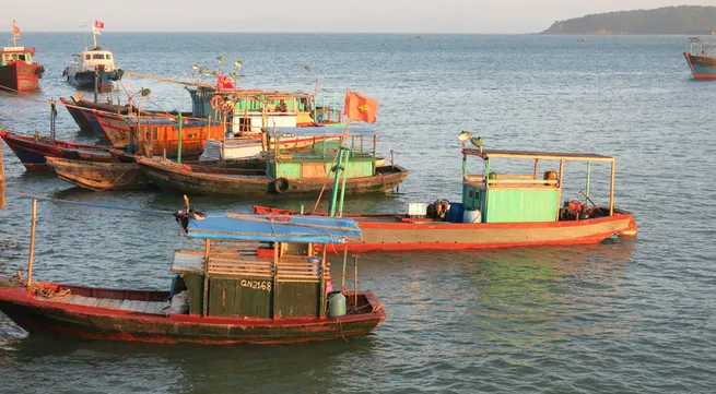 Ly Son fishermen enjoy large catches