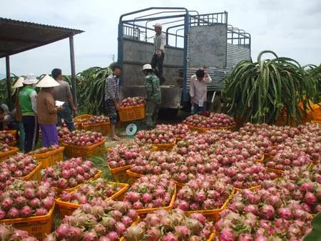 Agro-product export prices fall