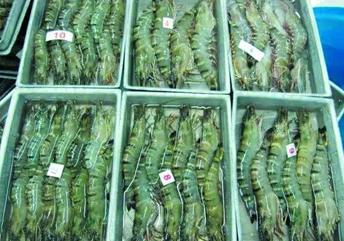 Shrimp exports to UK plunge slightly