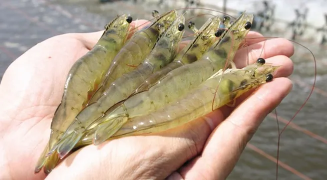 Shrimp exports likely to rebound in first half of 2016