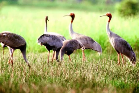 Tram Chim National Park welcomes red-crowned crane
