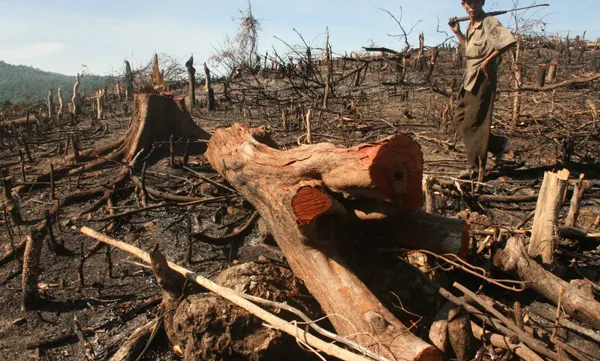 Quang Nam authorities investigate deforestation