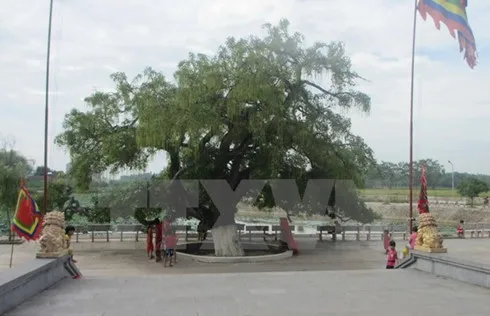 Vinh Phuc honours 600 year-old heritage tree