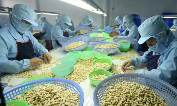 Ten-month cashew export enjoys robust growth