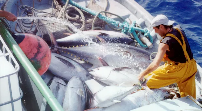 Tuna firms eye 8 percent export rise