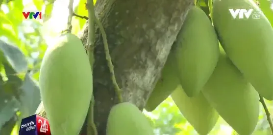 Nearly 200 tonnes of mangoes exported to US