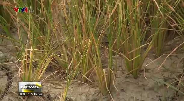 8 Mekong Delta provinces announce salinity intrusion emergency