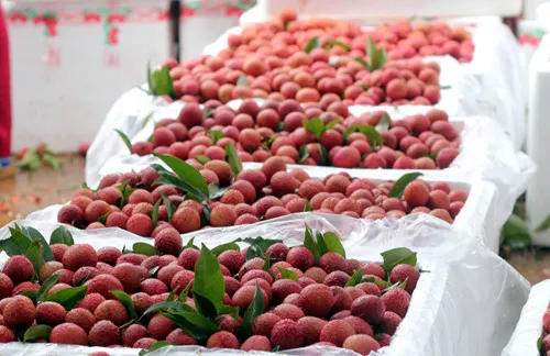 First batch of lychee irradiated at Hanoi facility