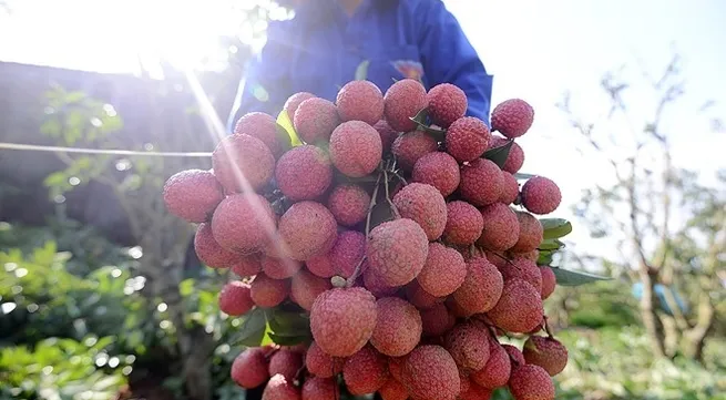 Australia OK’s lychee irradiation centre