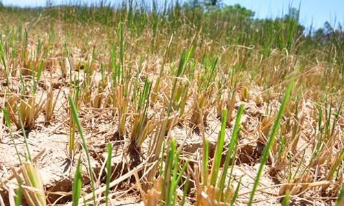 Central Highlands suffers losses from continuing drought