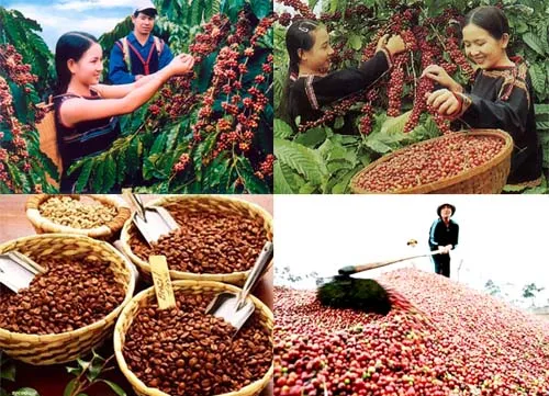 Sustainable production improves coffee value