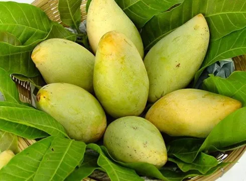 US to open door for Vietnamese mangoes