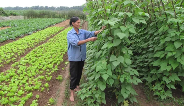 Women’s role promoted in new rural area development