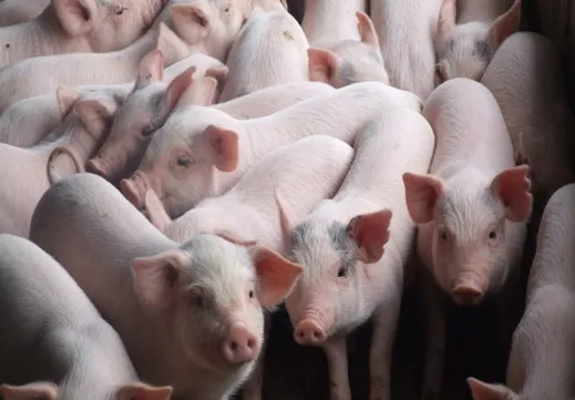 Vietnamese pork industry shows signs of recovery