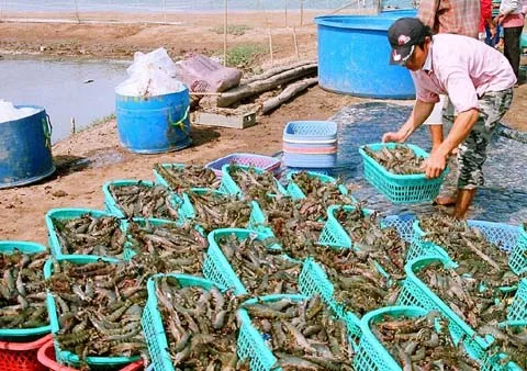 Bac Lieu to become a shrimp production hub