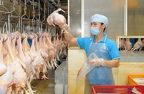 First batch of chicken shipped to Japan