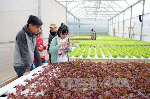 Lam Dong to set up 11 sustainable agriculture production chains