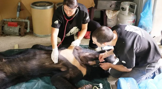 Nine black bears rescued from farm in Binh Duong