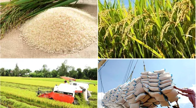 New vision for rice sector
