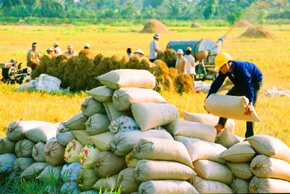 Vietnam extends rice contract with Philippines